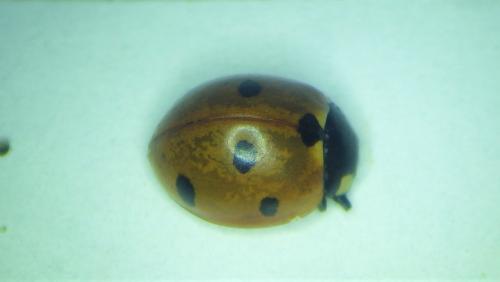 Coccinella septempunctata